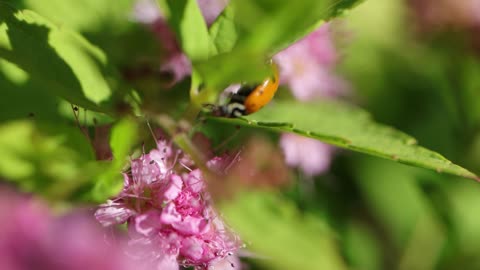 Convergent Lady Beetle Searching Spirea Bush