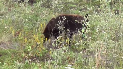 Brown bear. Lifestyle and habitat.