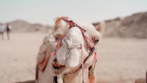 Camel in the Desert Chewing