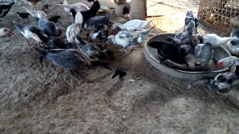 Backyard farming of duck