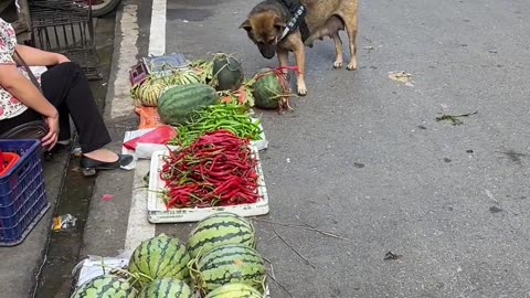 Dog and funny animals