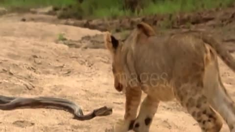 🐍😢 Venomous Bite Ends Future Lion King - Tragic Wildlife Tale