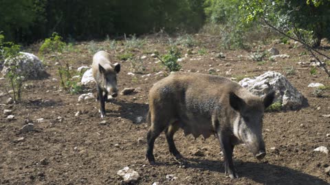 Wild Boars In The Forest