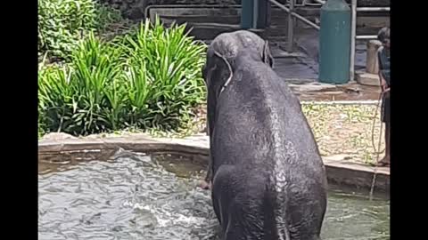 3 different species of elephants