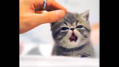 Funny and Cute Animal Videos