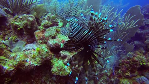 Up close with a deadly, yet beautiful, fish