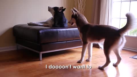 2 TALKING DOGS ARGUE - SUBTITLED! Mishka & Laika