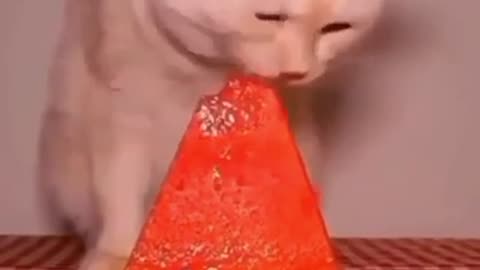 Cat eating watermelon