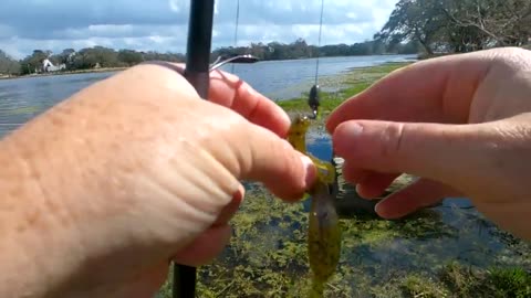 Bass Fishing From The Bank!