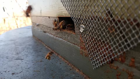 ASMR Bees coming and going to and from beehive. It is 2/10/22 in Alabama. Bamabees.com to get bees