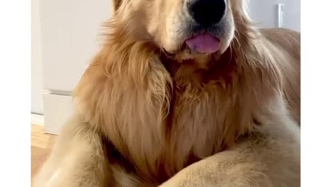 Golden Retriever wonders... "Why Everyone think I so CUTE?"