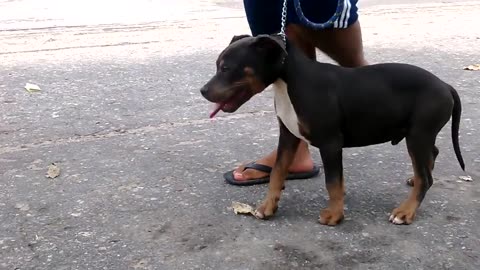 AMERICAN BULLY TRICOLOR STANDAR