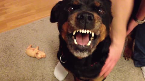 Angry Rottweiler / Rottweiler dog