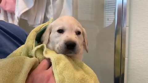 Flashback Friday! Charlie the Labrador Puppy takes his FIRST 'big boy' bath!