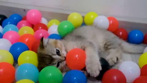 Funniest 😂cat videoFunny😸 cats and cute😻 kittens play with 1000🔴🟠🔵🟡 colorful balls 😂