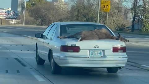 Deer Carried on the Outside of Car’s Trunk