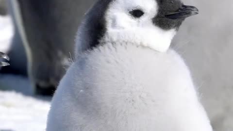 Emperor Penguin chicks with silver-grey down 🇦🇶 Cape Washington