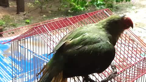 Parrot Enjoying the Rain | Beautiful Parrot | #urbanpets| #parrot |