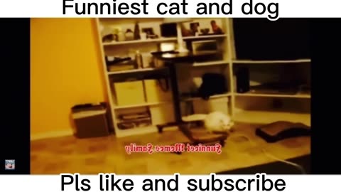 Funny cats and dogs