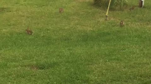 Back yard bunnies