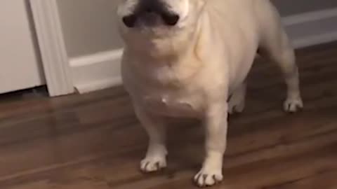 PUP ARGUING WITH OWNER I’AM NOT CHUBBY AND I WILL NOT BE ON A DIET