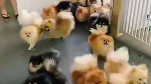 Aww So Cute Baby Pomeranian Dogs 😍😍