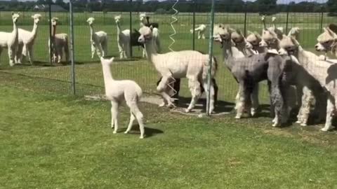 Alpacas Stalking A Baby Alpaca