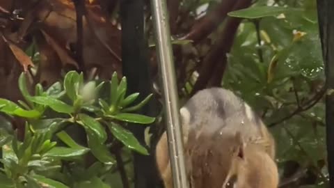 Chipmunk Stuffs Her Face