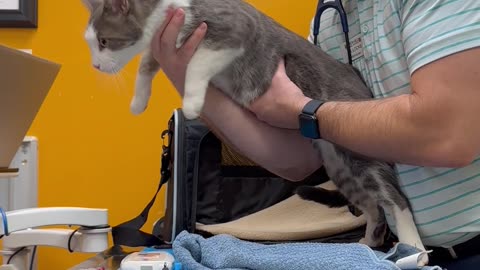 Embarrassed Cat Escapes Exam Room After Gender Reveal