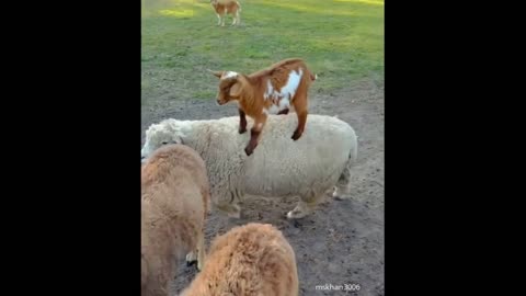 Baby Goat standing on Sheep