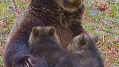 🐻 The weight of a newborn bear cub rarely exceeds half a kilo