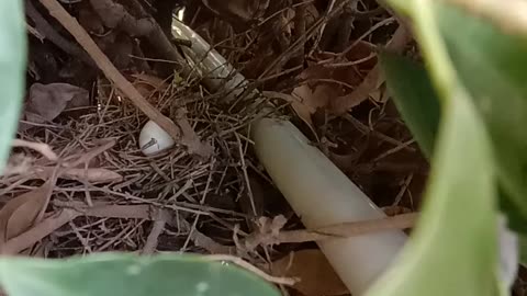 Diamond Dove nest and egg in Tree