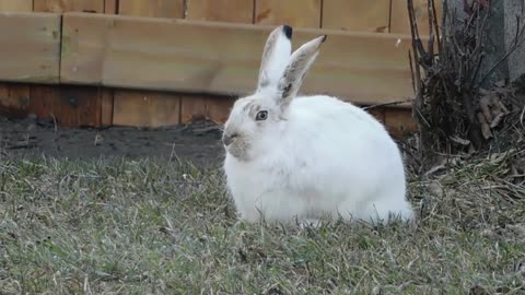 Videos - White Rabbits - Cute Rabbits - Rabbit Lovers - Suds Haw a