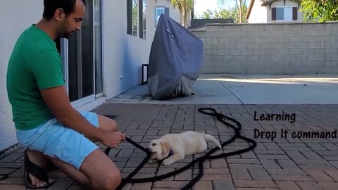 Labrador Puppy Learning and Performing Training Commands