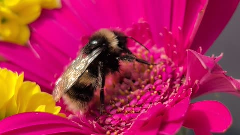 The day we tried to save A Scottish Wood Bee sadly later this day he would be Dead 😥