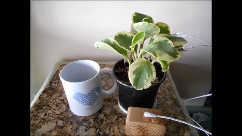 Golden Peperomia Obtusifolia from Japan Good Morning Melody march 2021