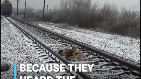 This dogs confronted a high speed train- very sad