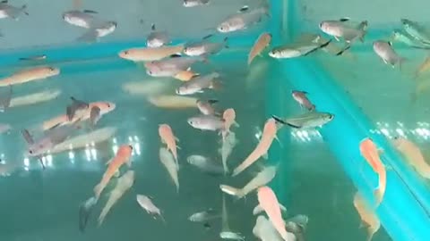 Goldfish mixed with small wild fish