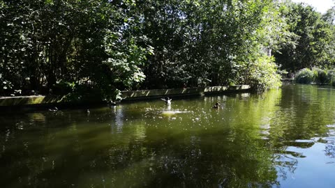 Ducks Paddling Over A Pond Of Water In The Park