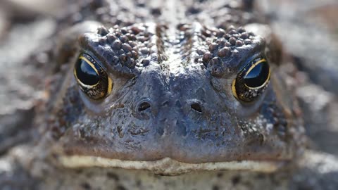 close-up_video_of_frog (1080p)