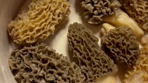 Morel mushroom