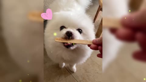 puppy eating ice cream