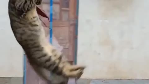 Cat funny video..