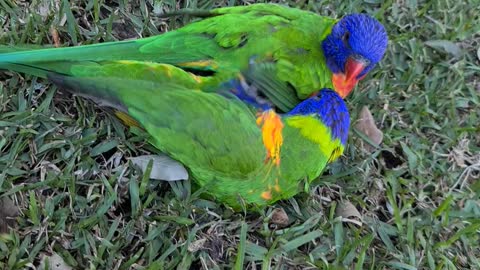 Playful Rainbow Lorikeets Tumble in the Grass