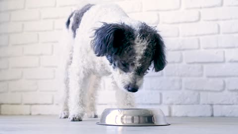 Cute-mixed-breed-dog-eating-from-the-bowl-at-home-white