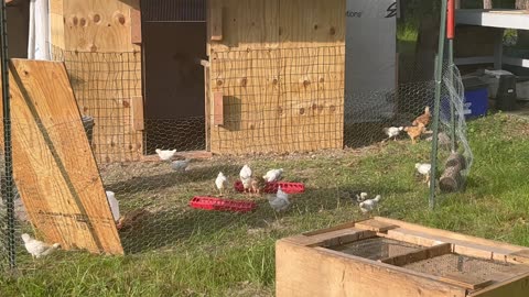 3 weeks old first day in chicken run