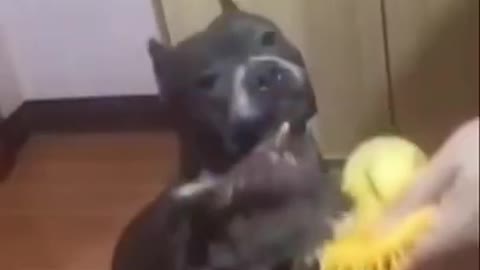 trending _dogs _veryfunnyvideo intelligent pitbull _funny video dog reaction