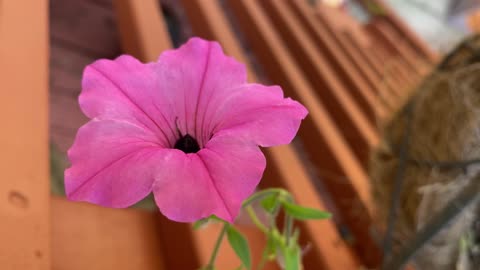 Beware Smelling Flowers!