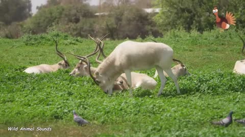 Wild Animal Sounds In Nature- Elephant, Rooster, Cow, Horse, Dog, Hen, Duck,... - Animal Moments