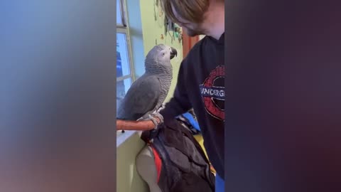 Funny parrot gossips